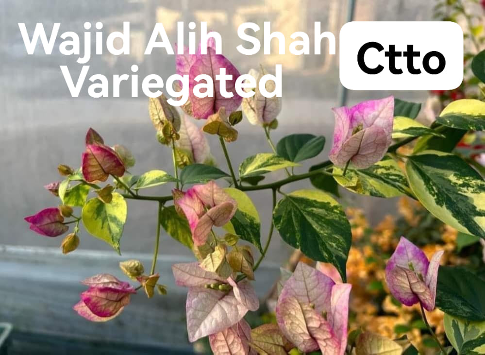 Wajid Variegated (Grafted)