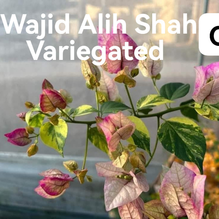 Wajid Variegated (Grafted)
