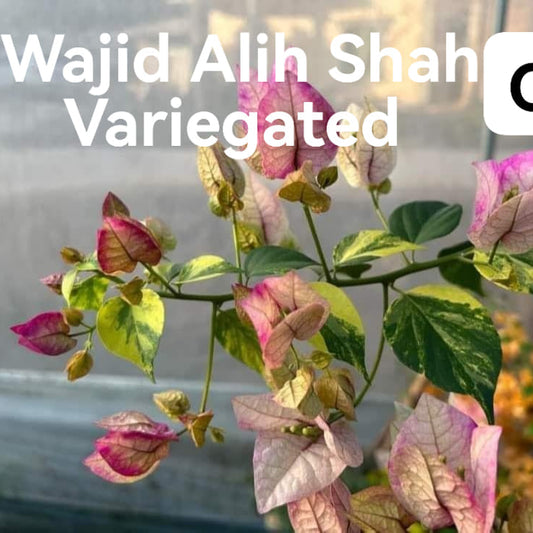 Wajid Variegated (Grafted)