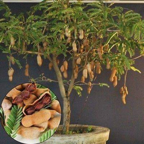Thai Misti Tentul Grafted