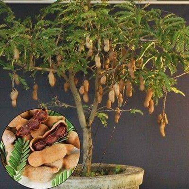 Thai Misti Tentul Grafted