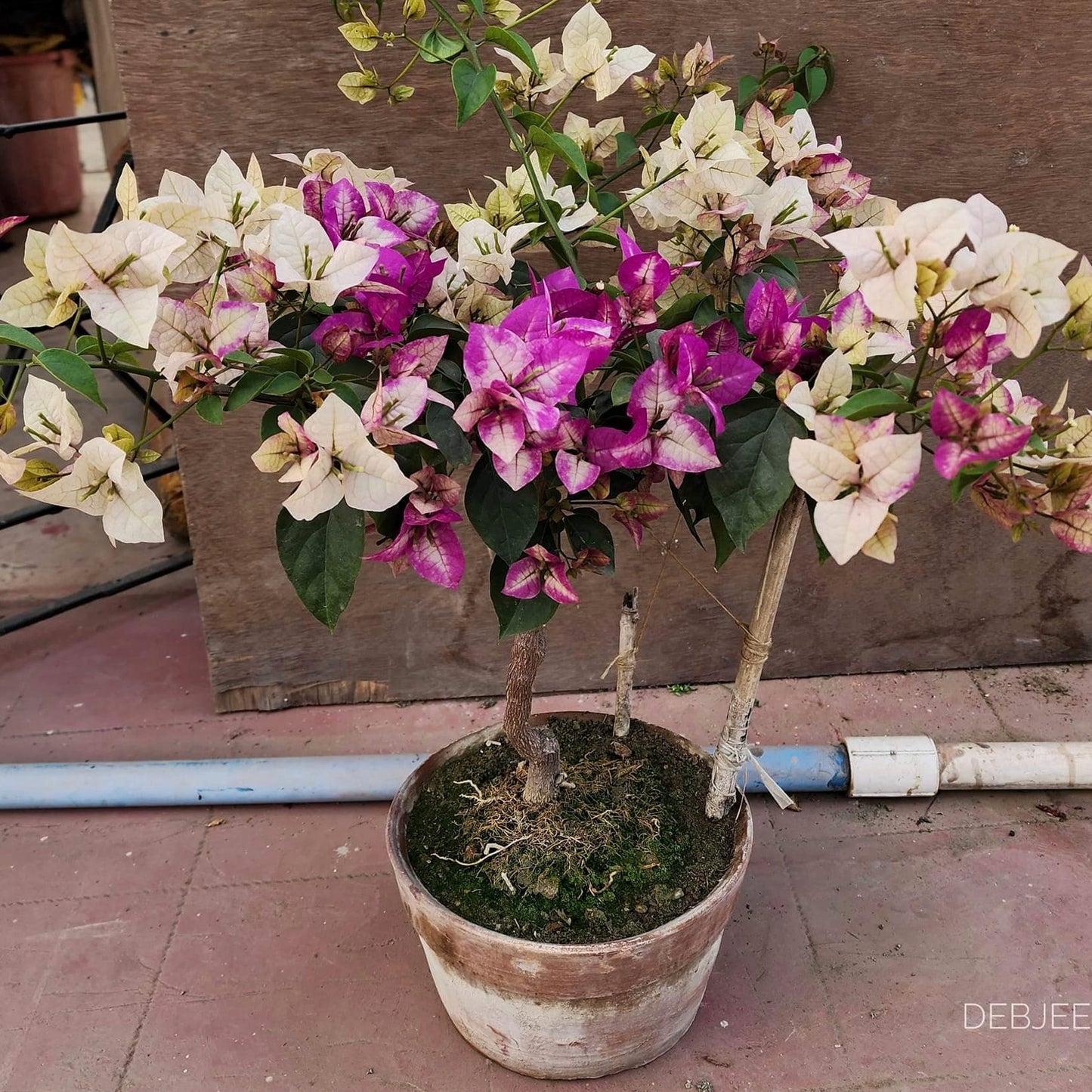 Wajid Ali Sha Orginal