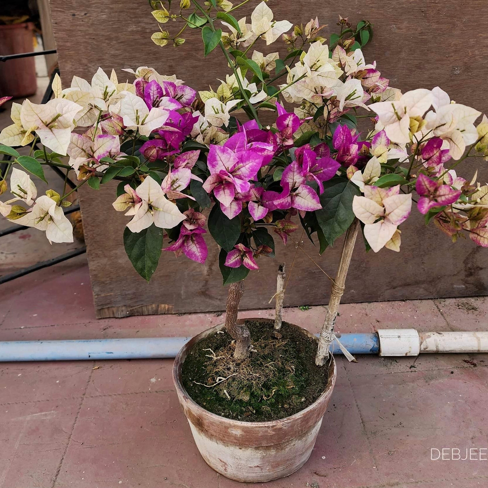 Wajid Ali Sha Orginal