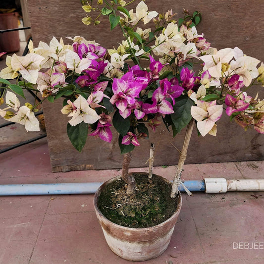 Wajid Ali Sha Orginal