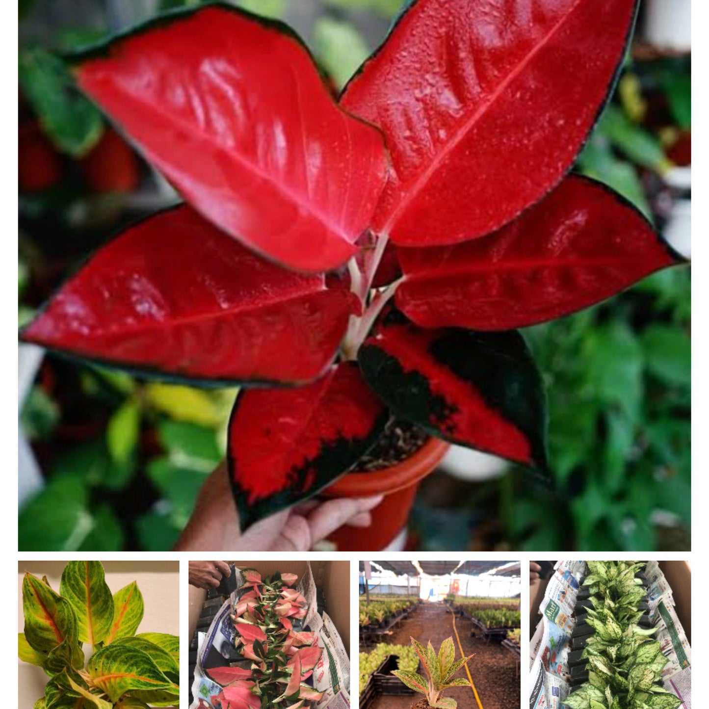 Aglaonema Combo