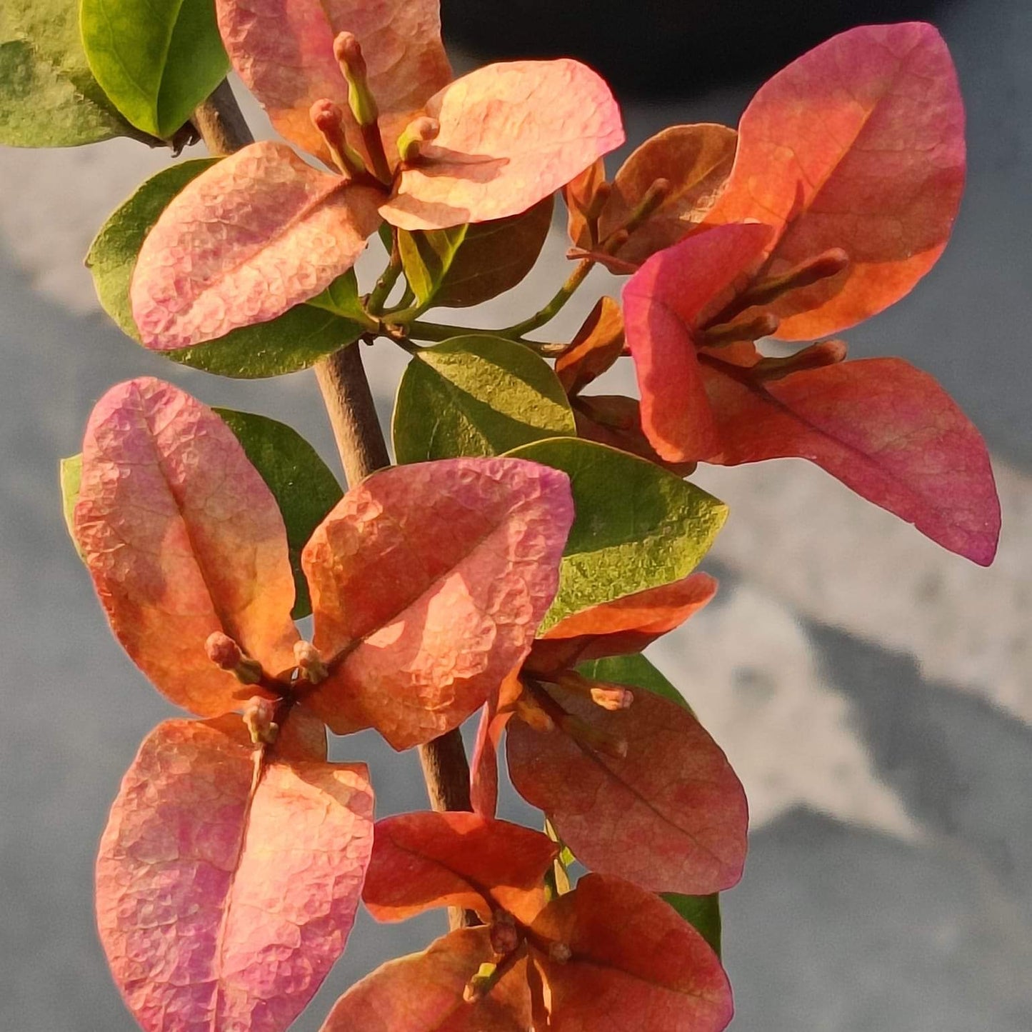 Pink Alora (Grafted)