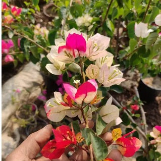 Chitra Silver Leaf (Rooted)