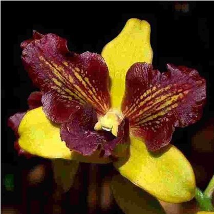 Dendrobium Thongchai Gold 3 Lips # 274