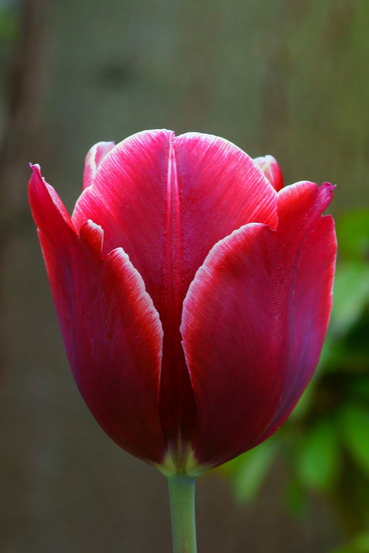 Tulip Unique De France (Pure Red)