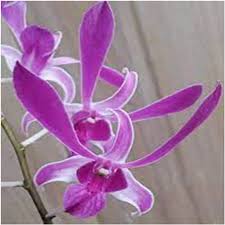 Dendrobium Salaya Stripe #398