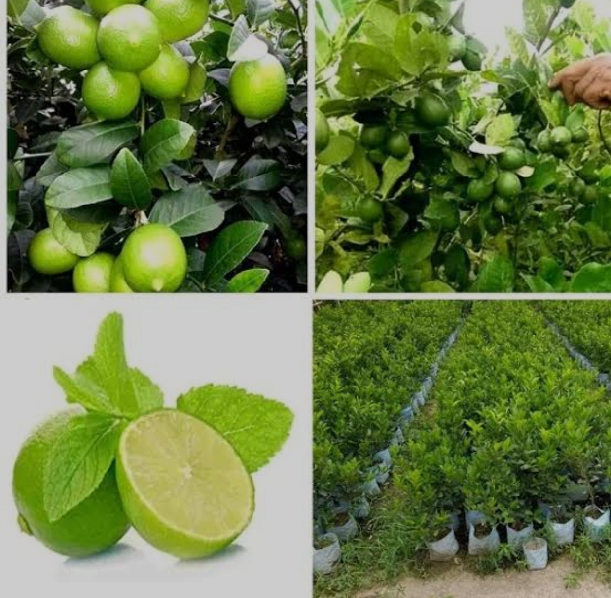 Kolkata Lemon (Pati Lebu) Plants