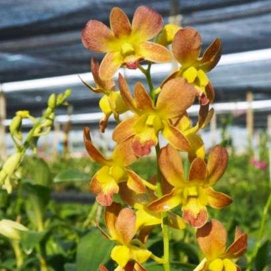 Dendrobium Burana Carol #12_SS