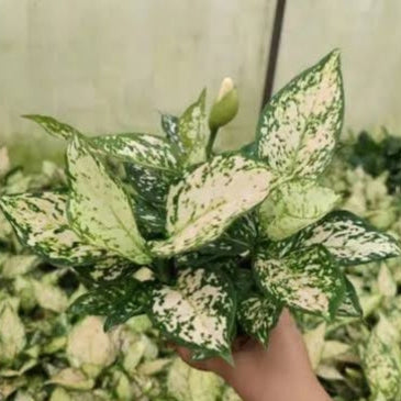 Aglaonema