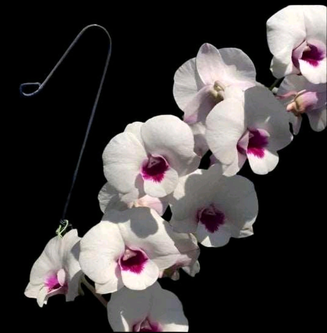 Dendrobium White Diamond #2031_SS