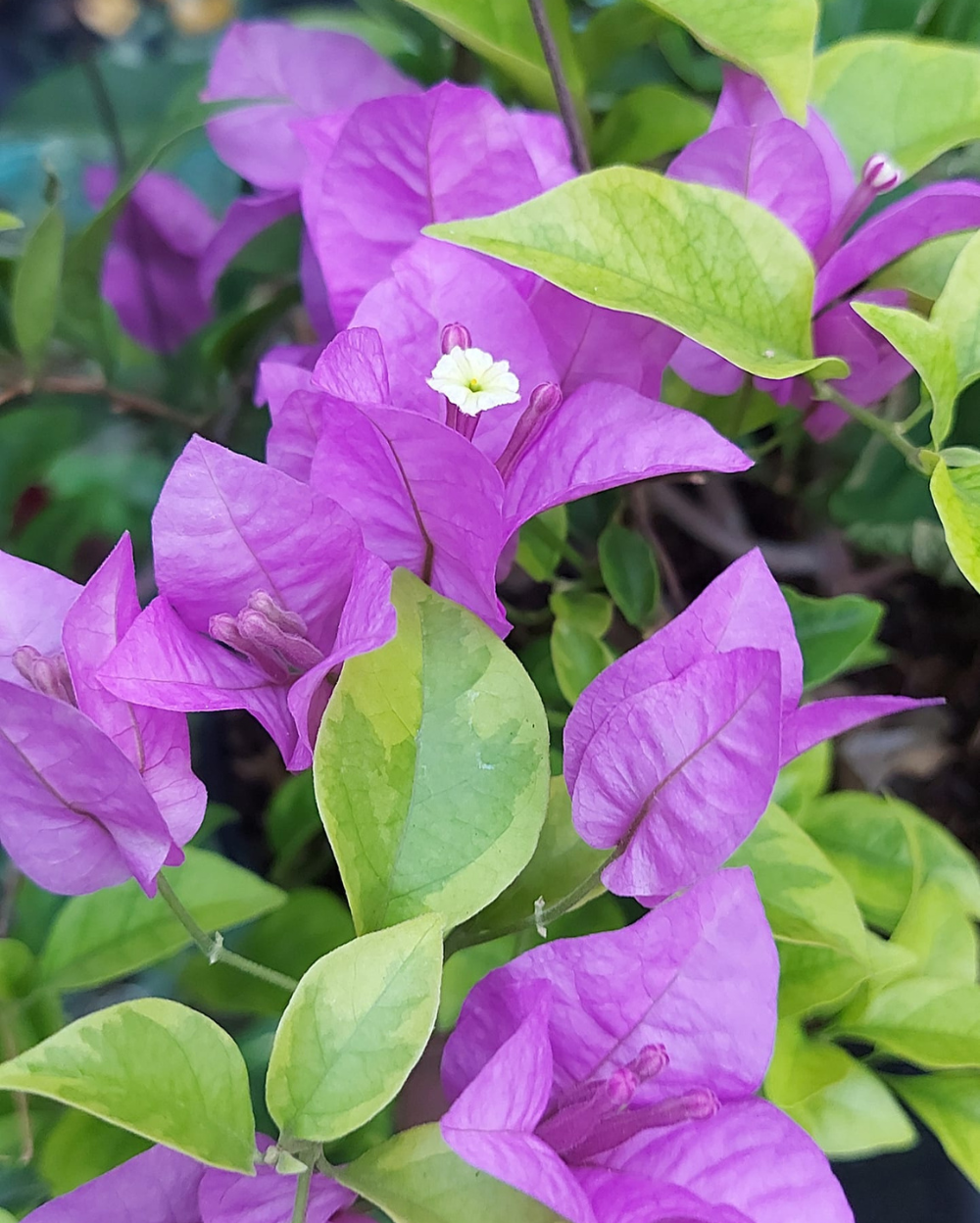 Golden Summer Purple (Rooted)