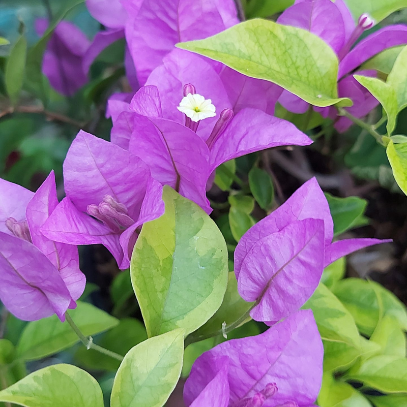 Golden Summer Purple