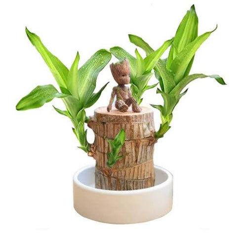 Brazilian Wood