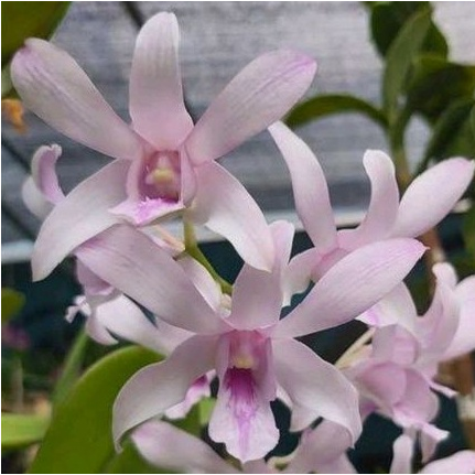 Dendrobium Channel_SS