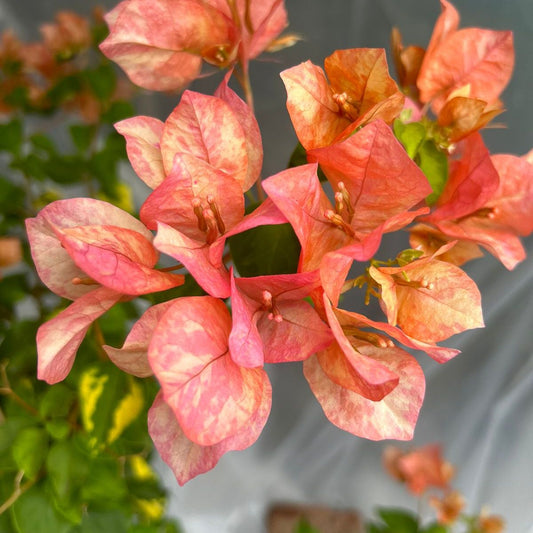 Orange September (Grafted)