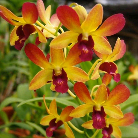 Dendrobium Giver God No 72_SS