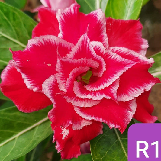 Flame Beauty - GO GREEN