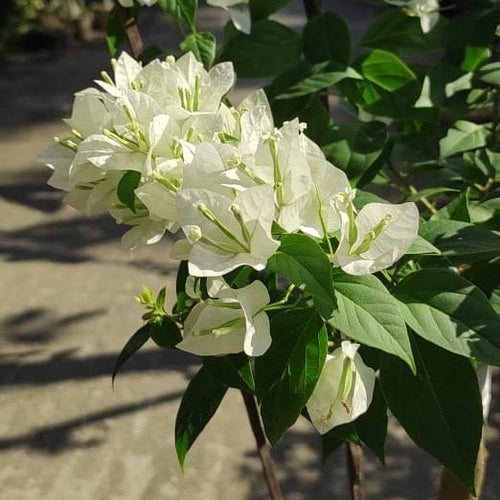 Foxtail White - GO GREEN