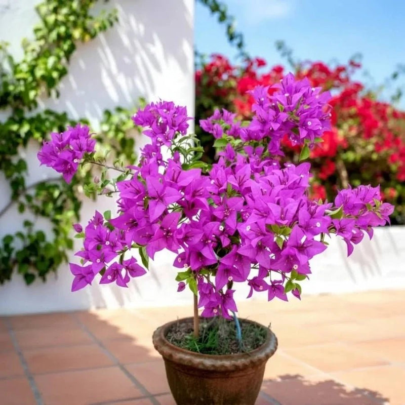 Glabra Purple - GO GREEN