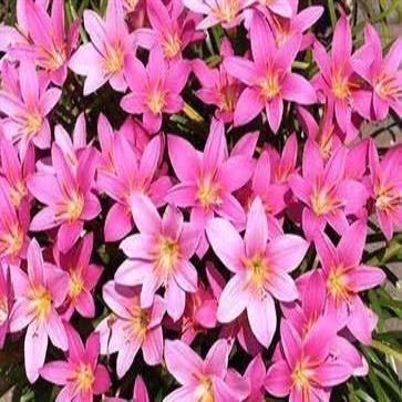 Grandiflora - GO GREEN