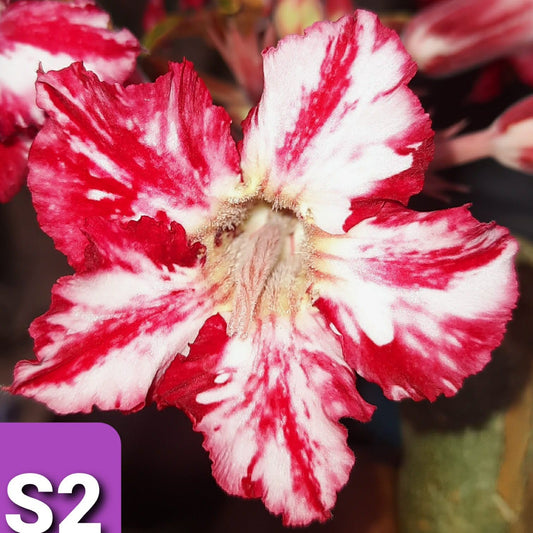 Heart Whisper - GO GREEN