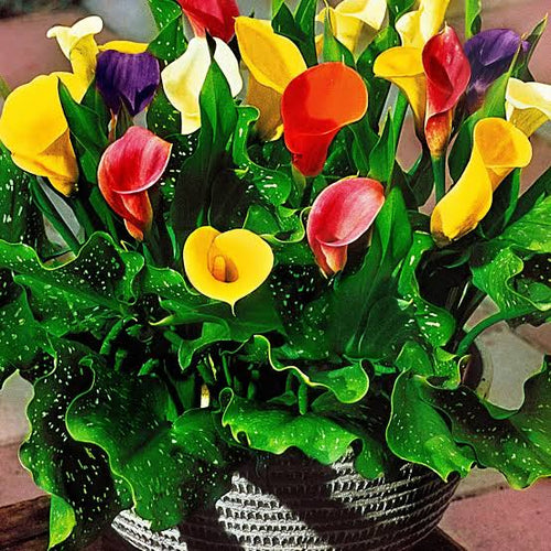Calla Lily Indian