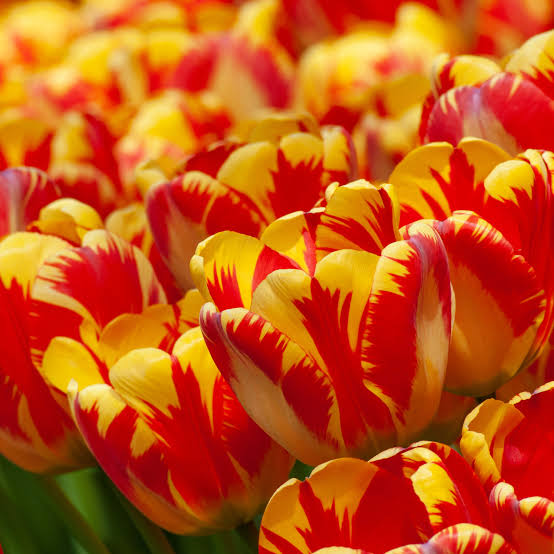 Tulip Banja Luca (Yellow-Orange)