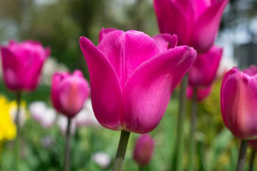 Tulip Don Quichotte (Pink)
