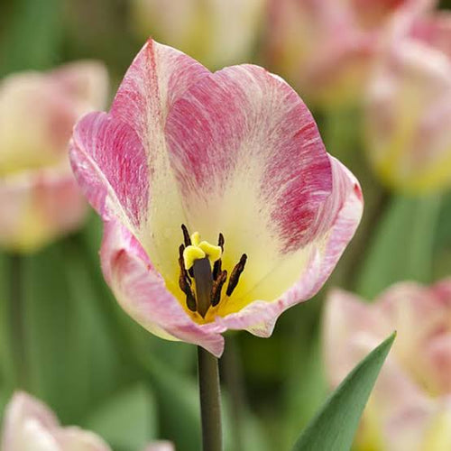 Tulip Flaming Purissima (Pink-White)