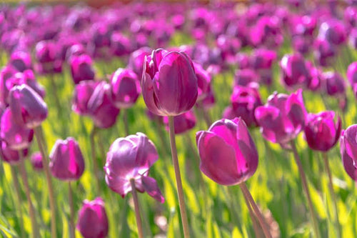 Tulip Negrita (Purple)