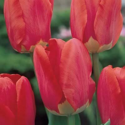 Tulip Spring Song (Red-Yellow)