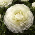 Ranunculas Asiaticus