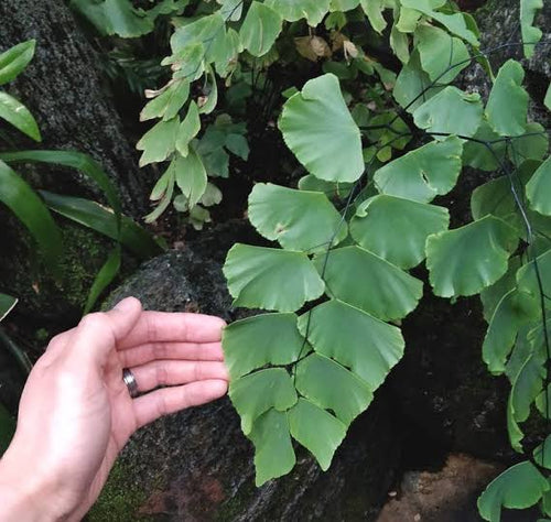 Maiden Hair Fern Big Leaf
