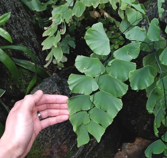 Maiden Hair Fern Big Leaf