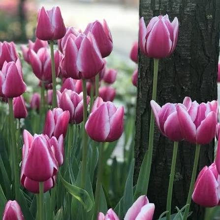 Tulip Synaeda Blue (Light Blue-White)