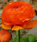 Ranunculas Asiaticus