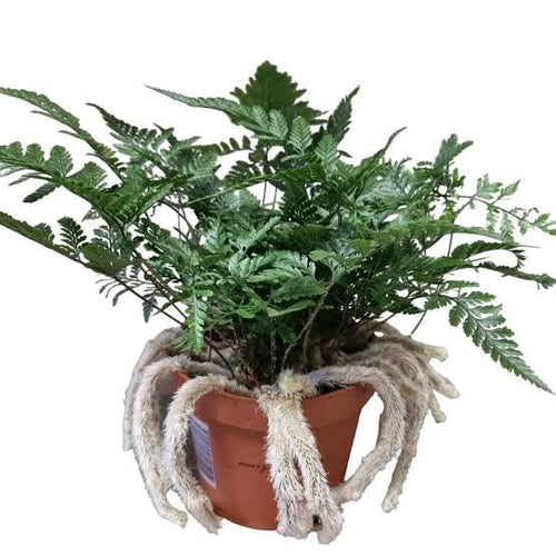 Rabbit Foot Fern