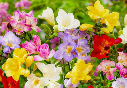 Freesia