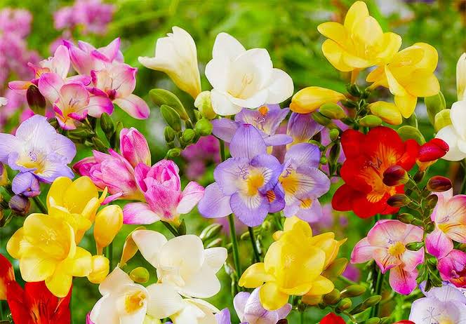Freesia
