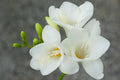 Freesia