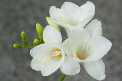 Freesia alternate view
