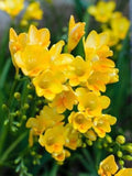 Freesia