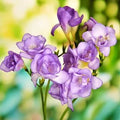 Freesia