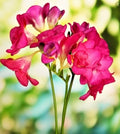 Freesia