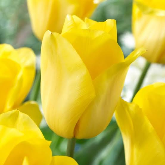 Tulip Strong Gold (Yellow)