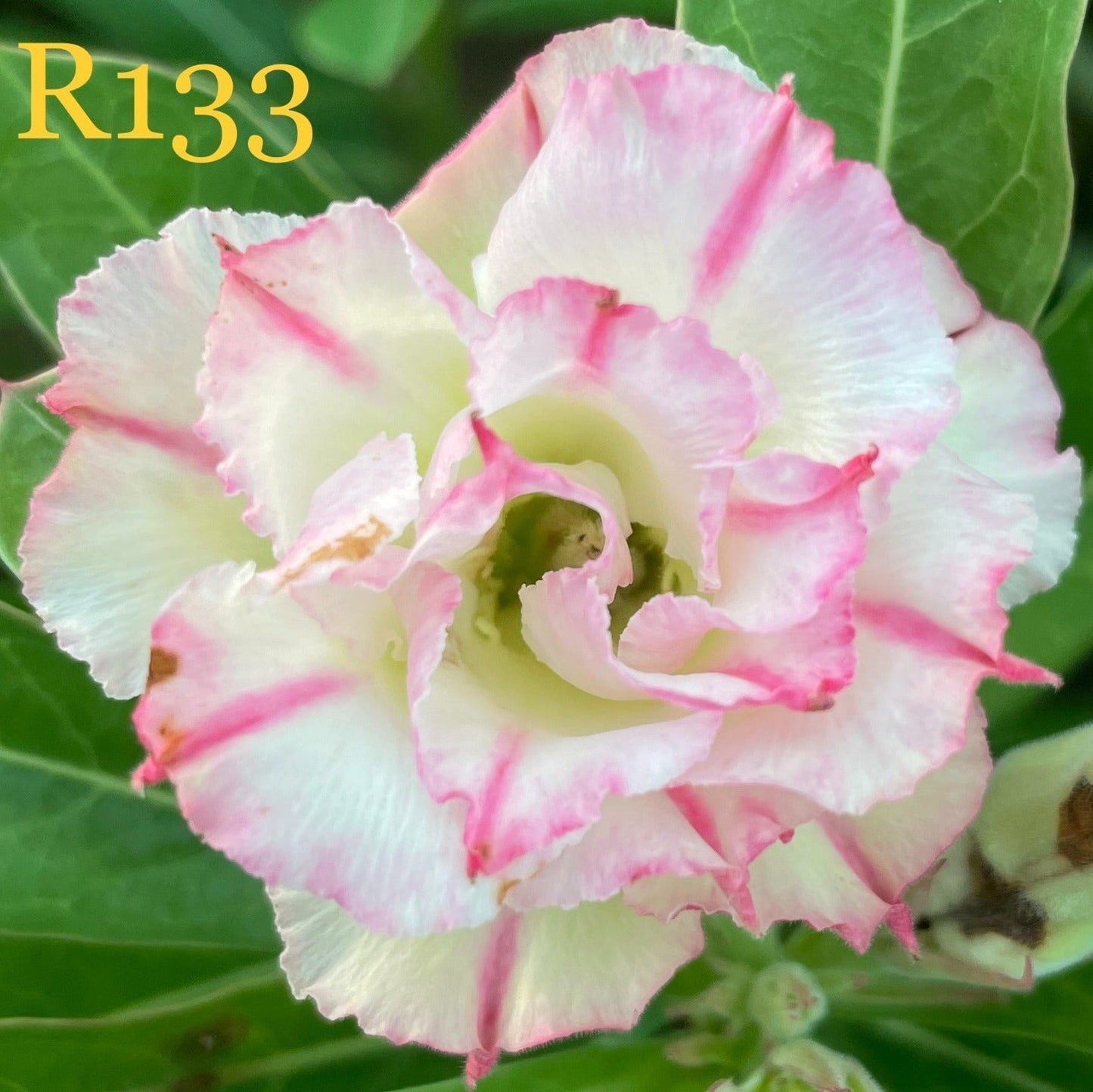 Lady Daina - GO GREEN